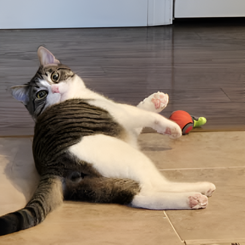 Katthemmets kattleksak - En trygg och lekfull katt utan krångel